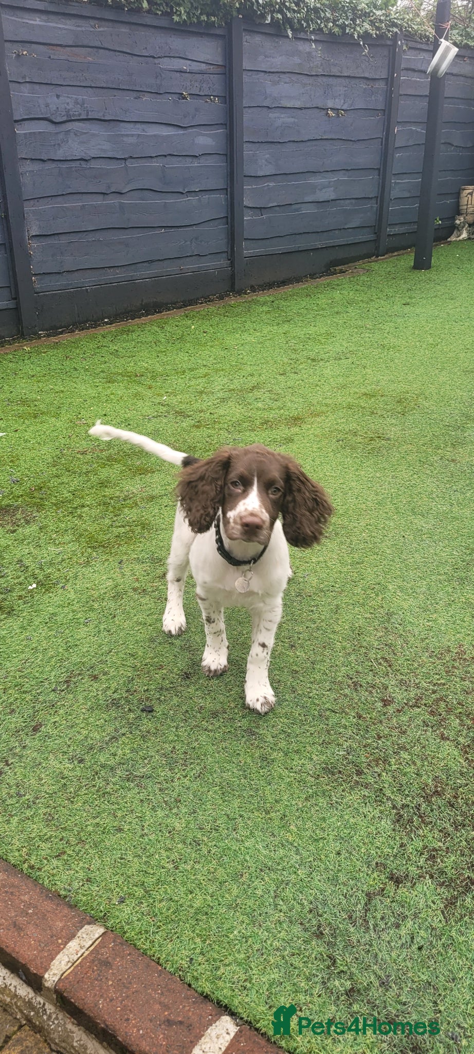English Springer Spaniel dogs 6 month old English Springer Spaniel  - Advert 3