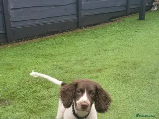 English Springer Spaniel dogs 6 month old English Springer Spaniel - Advert 1