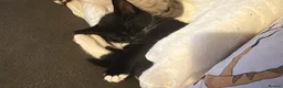 Mixed Breed cats for sale: Ragdoll cross bengal kittens in Southampton - Advert 7