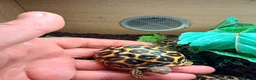 Tortoise reptiles for sale: Indian star tortoise  - Advert 7