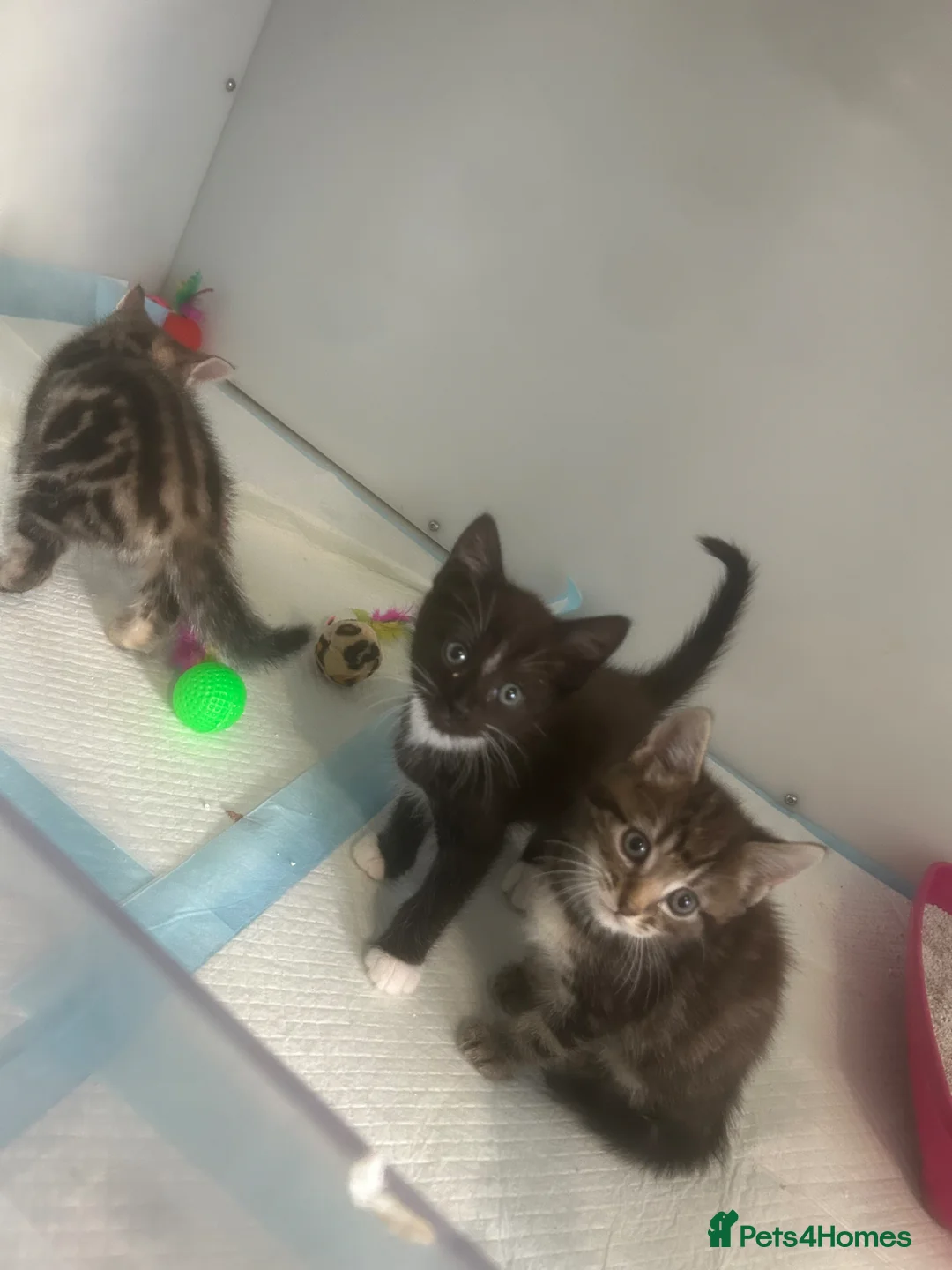 Mixed Breed cats for sale: Male kitten  - Advert 5