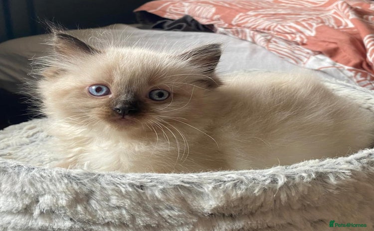 Ragdoll cats - Advert 1