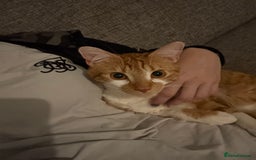 British Shorthair cats for sale: INDOOR Cuddly Ginger short haired male cat - Image 6