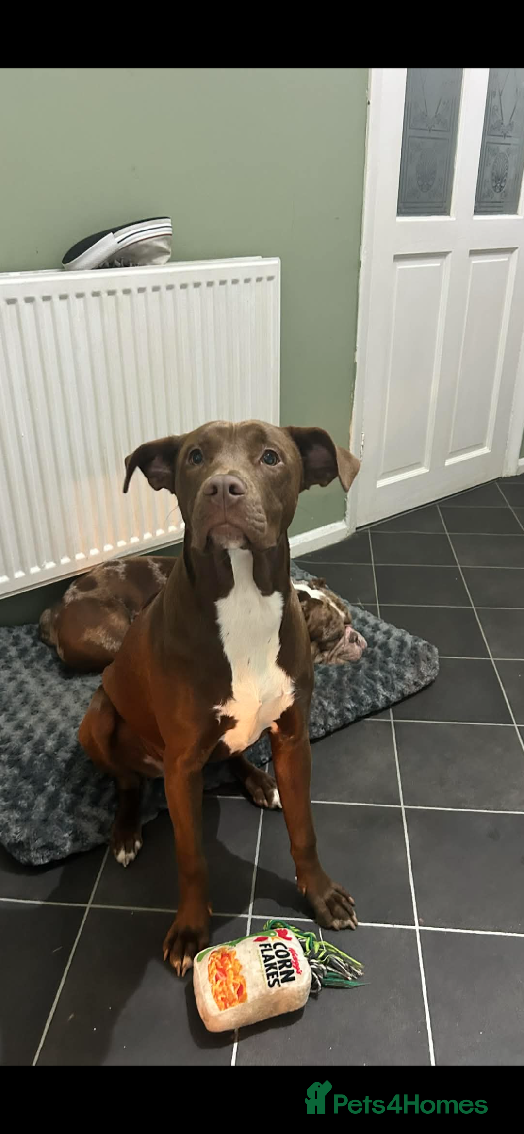 Mixed Breed dogs for sale: Nellie - Advert 2