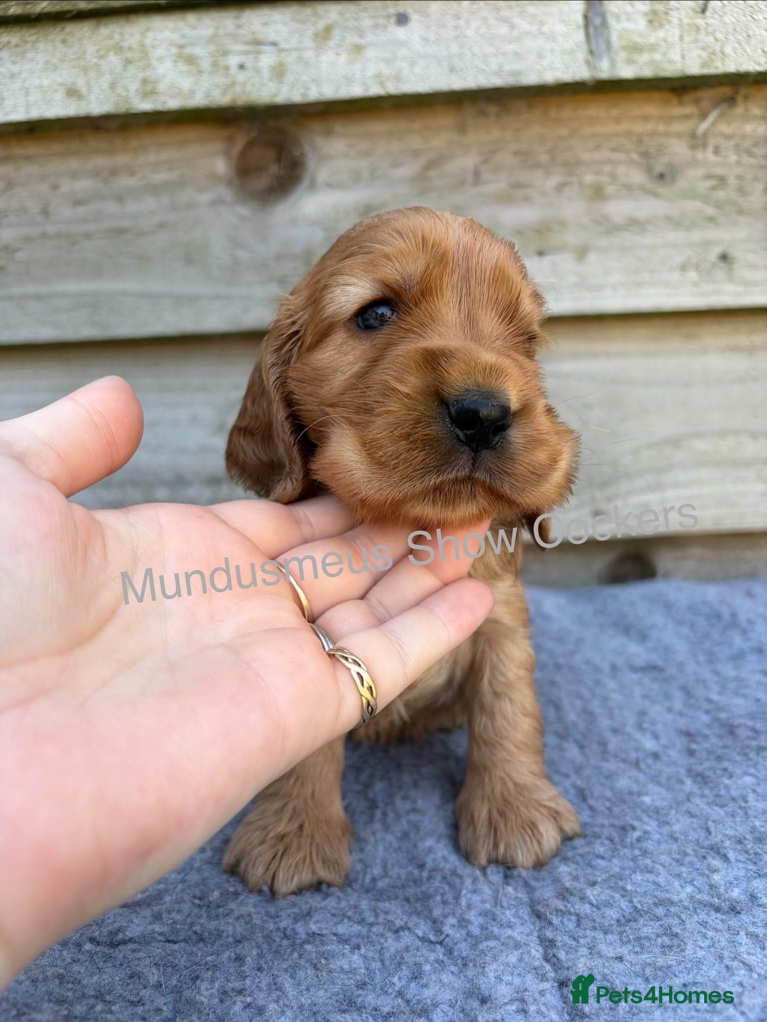 Cocker Spaniel dogs for sale: show quality gold boy and black boy - Advert 10