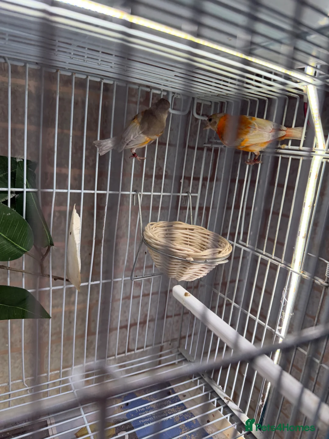 Finches birds for sale: Siskin  in London - Advert 2