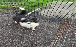 Shetland Sheepdog dogs for sale: Shetland sheepdog - Image 4