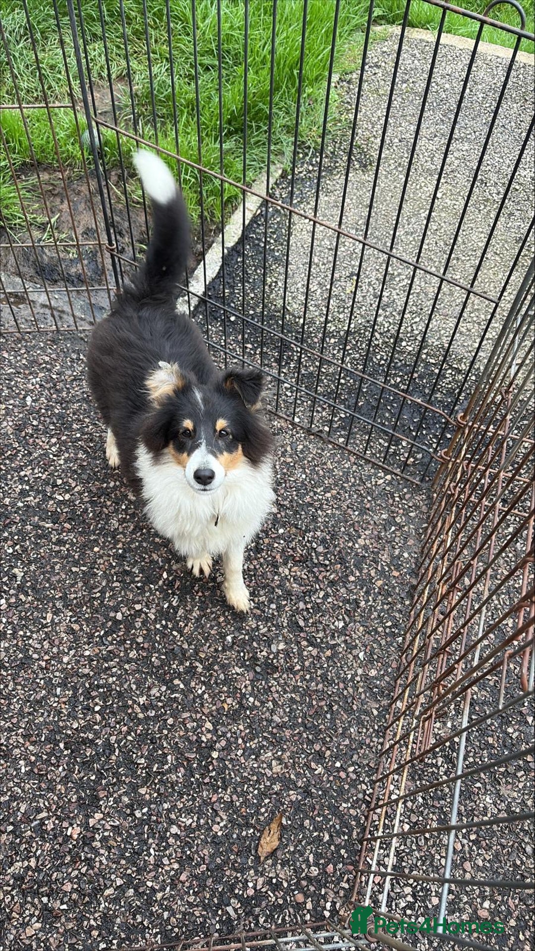 Shetland Sheepdog dogs for sale: Shetland sheepdog - Image 4