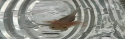 Axolotl reptiles for sale: Baby Axolotls  in Middlesbrough - Advert 7