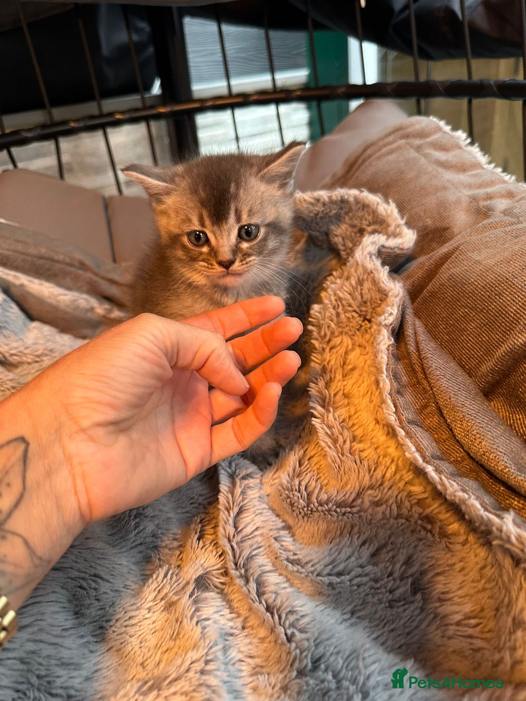 Mixed Breed cats for sale: Maine coon x Scottish fold kittens - Image 26