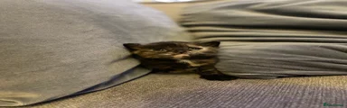 Tortoiseshell Abyssinian 