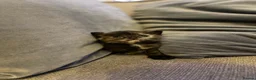 Abyssinian cats for sale: British x Abyssinian Kittens ONLY 2 left !  - Advert 25