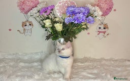Ragdoll cats for sale: ⭐️TICA REG⭐️Pedigree Ragdoll Kittens DNA CLEAR ✅  - Image 33
