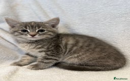 British Shorthair cats for sale: British shorthair kittens *ready now* - Image 9