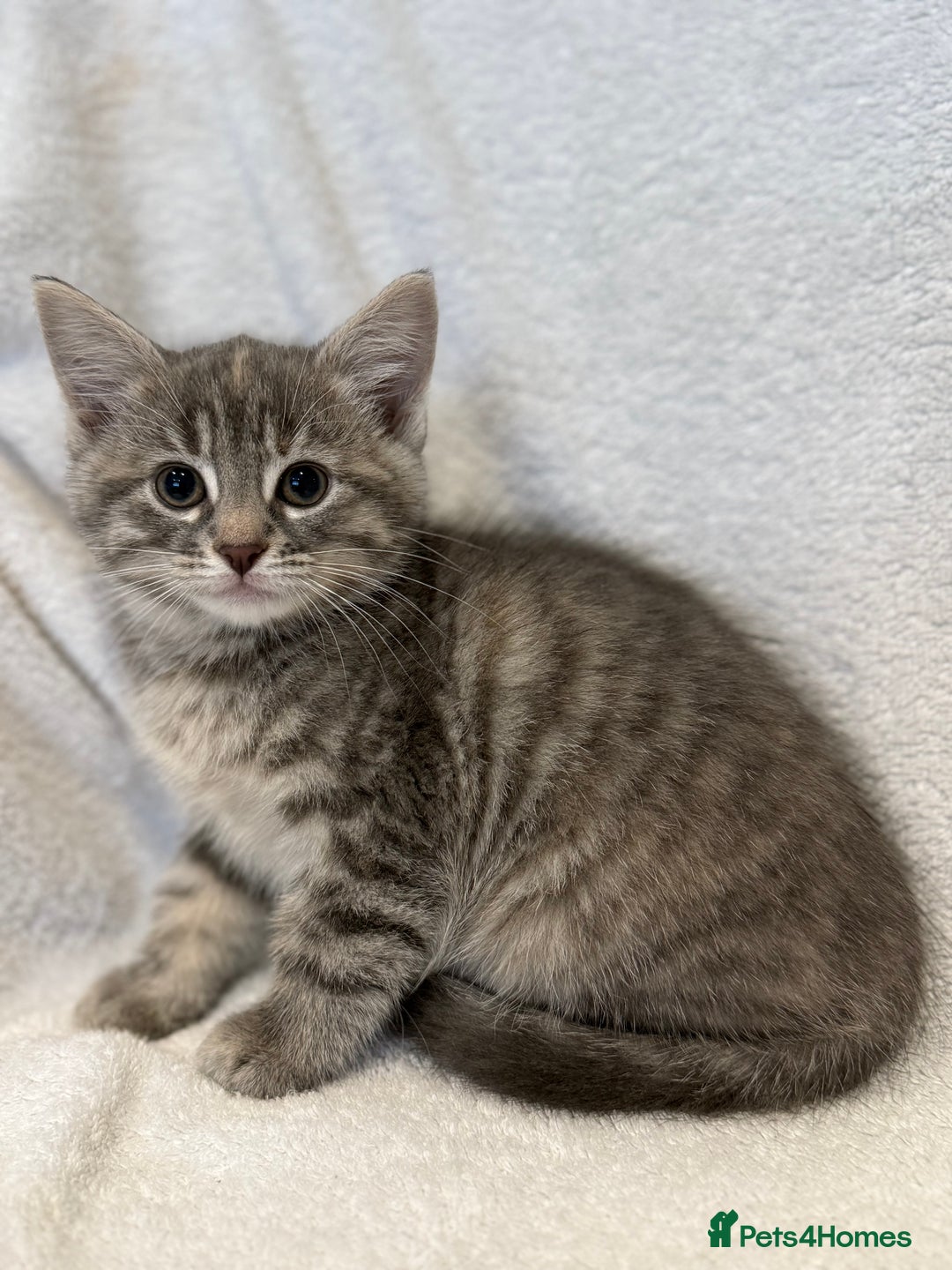 British Shorthair cats for sale: British shorthair kittens *ready now* - Image 9