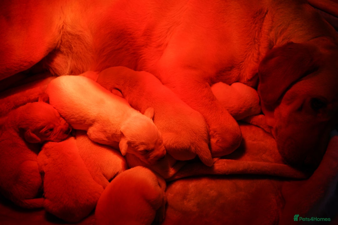 Labrador Retriever dogs for sale: Gorgeous Fox Red & Yellow Labrador Puppies - Advert 16