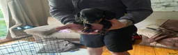 Miniature Dachshund dogs for sale: Mini dachshund puppies  in Dalkeith - Advert 13