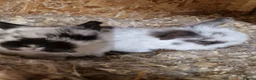 Mini Lop rabbits for sale: Baby Mini Lops - Advert 5