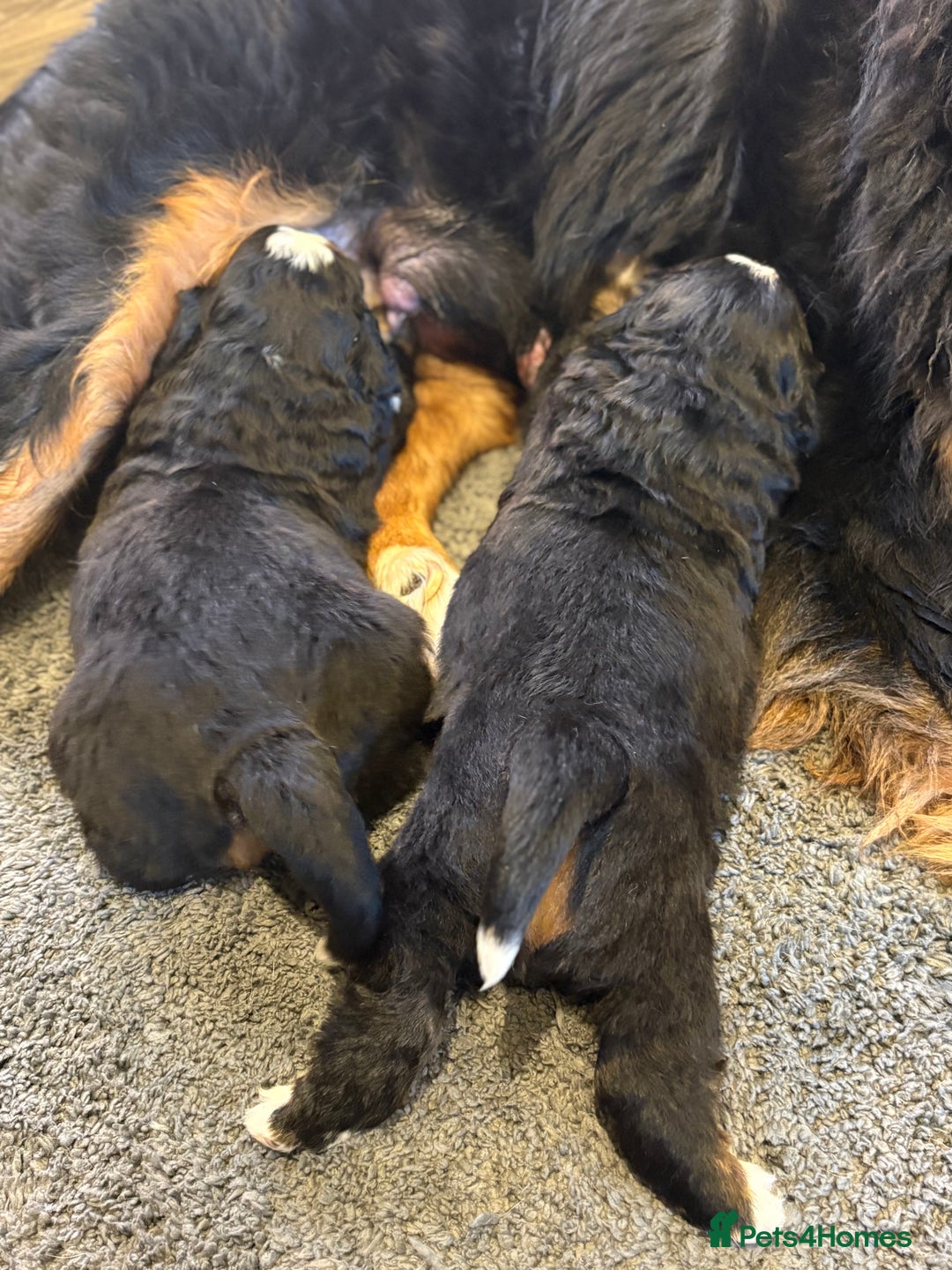 Bernese Mountain Dog dogs for sale: Beautiful Bernese Mountain puppies  - Advert 10