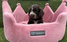 Cockapoo dogs for sale: ⭐️ Stunning Rare Coloured F1 Miniature Cockpoos ⭐️ - Image 9