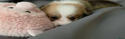 Welsh Corgi Pembroke dogs for sale: Corgi Puppies for Loving Homes – 1 Male, 1 Females - Advert 13