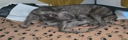 Mixed Breed dogs for sale: Stunning Wiggy puppies - Advert 3