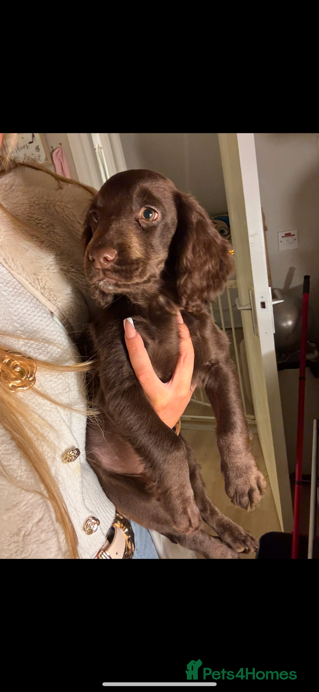Cocker Spaniel dogs for sale: One male kc reg cocker spaniel puppy - Advert 4