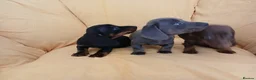 Miniature Dachshund dogs for sale: Miniature dachshund puppies ready now - Advert 14