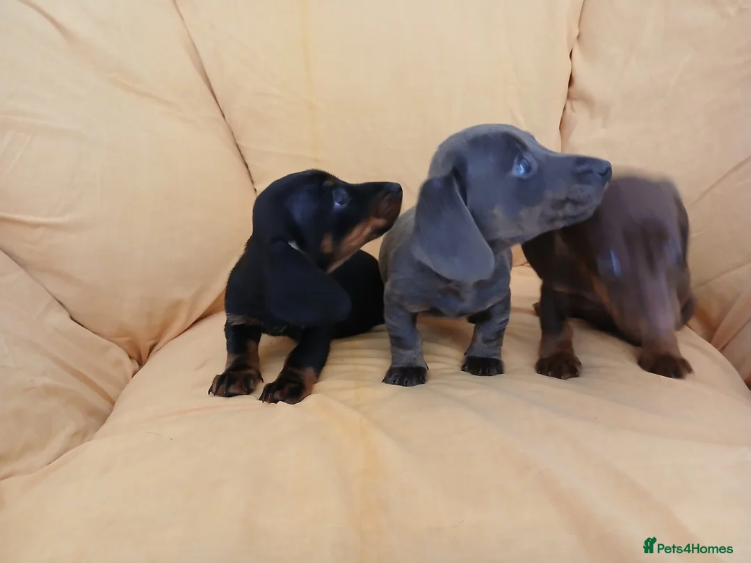 Miniature Dachshund dogs for sale: Miniature dachshund puppies ready now - Advert 14