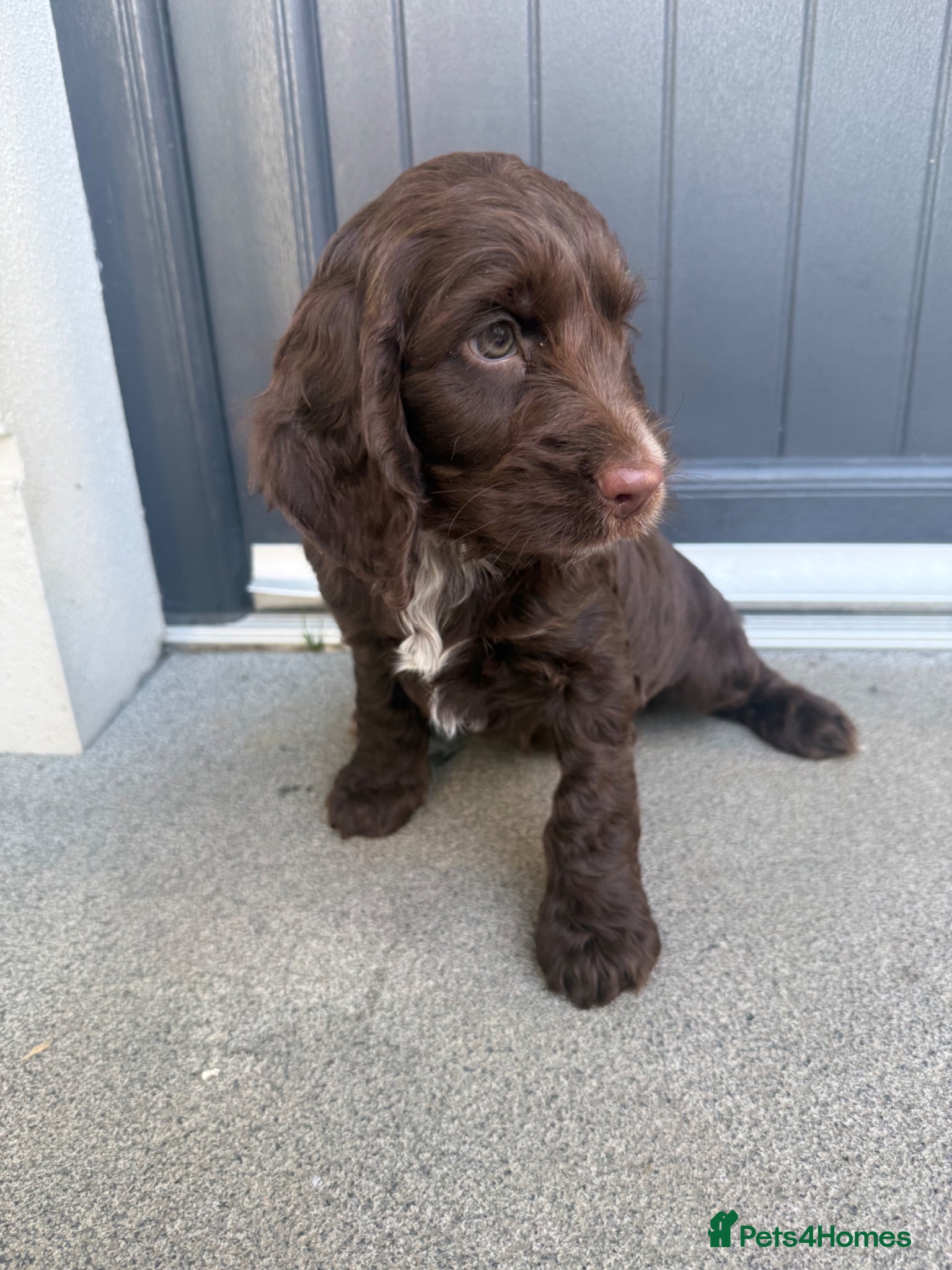 Cockapoo dogs Cockapoo puppies for sale  - Advert 5