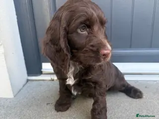 Cockapoo dogs Cockapoo puppies for sale - Advert 5