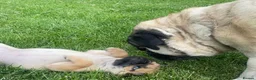 Pug dogs for sale: 🐾 scknz Pug Puppies Available Loving Pet Homes 🐾 - Advert 6