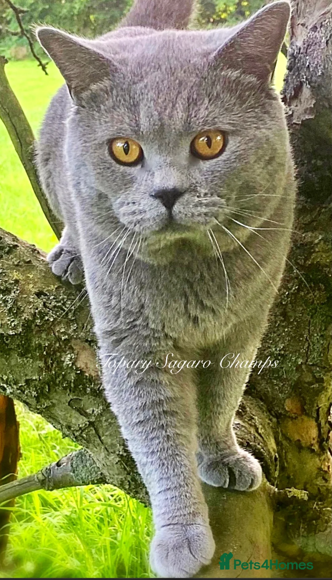 British Shorthair cats for stud: Proven Stud/Blood B/Choc carrier TICA/GCCF REG in Dartford - Advert 4