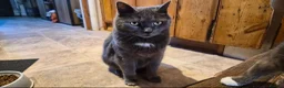 American Shorthair cats for sale: Brother and sister looking for a new home.  - Advert 3
