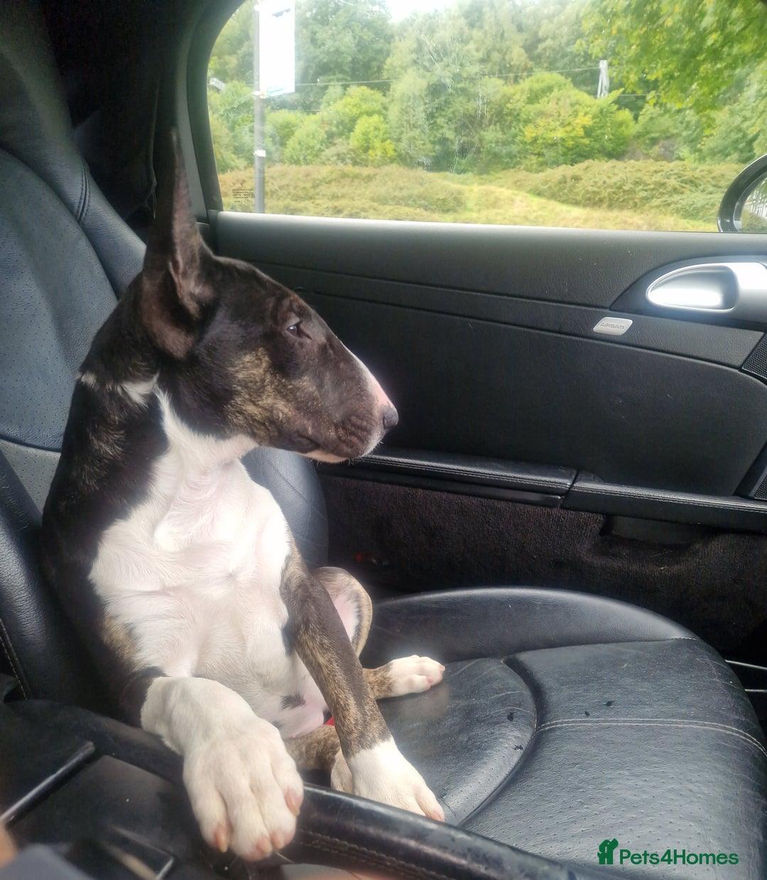 Bull Terrier dogs for sale: English bull terrier puppies  - Image 2