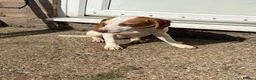 Beagle dogs for sale: Teddy in Ipswich - Advert 5