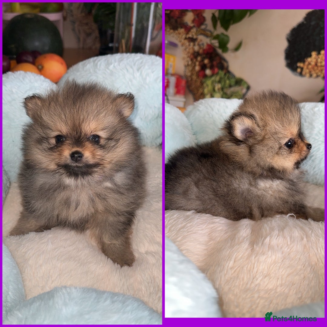 Pomeranian dogs for sale: Pomeranian puppies  in Ebbw Vale - Image 3