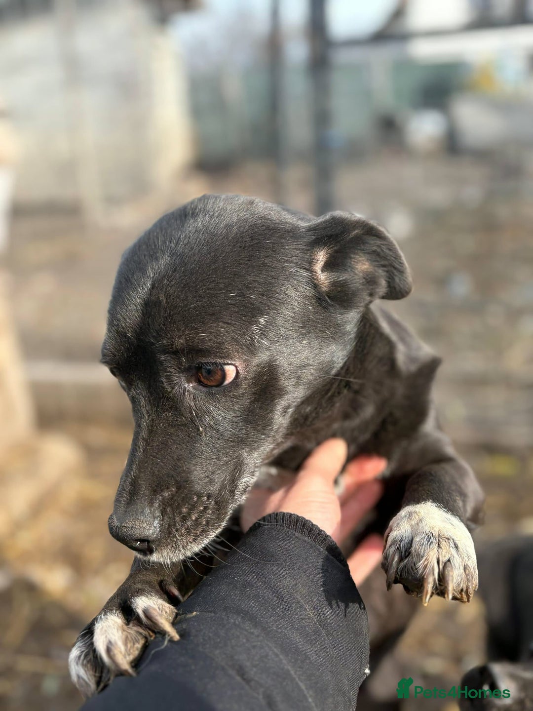 Mixed Breed dogs for adoption: 💕 Bramble - Advert 2