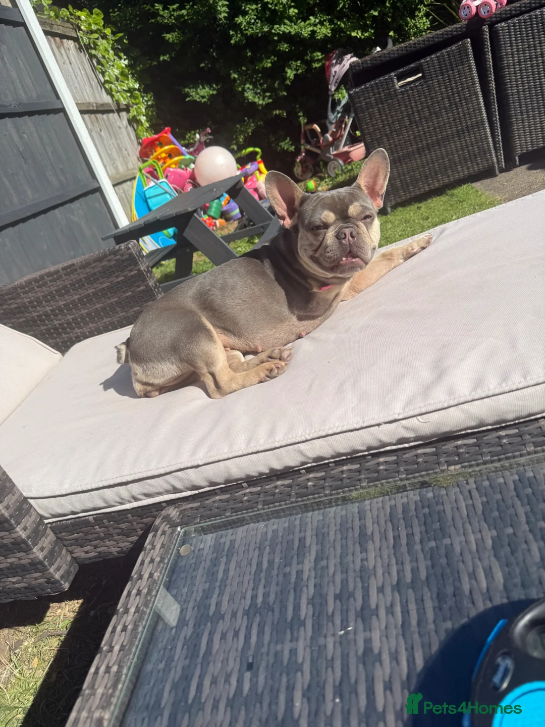 French Bulldog dogs for sale: French bulldog female  in Nottingham - Advert 3