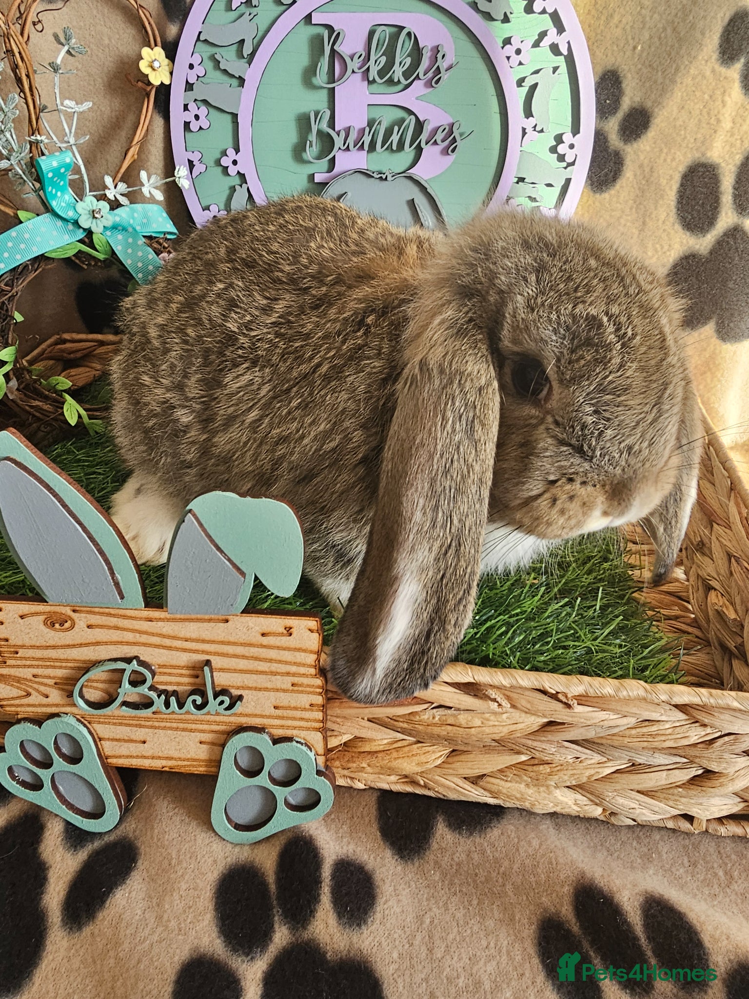 French Lop rabbits Vaccinated Giant French Lop Babies  - Advert 1