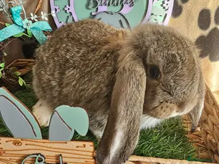French Lop rabbits for sale: Vaccinated Giant French Lop Babies - Advert 3
