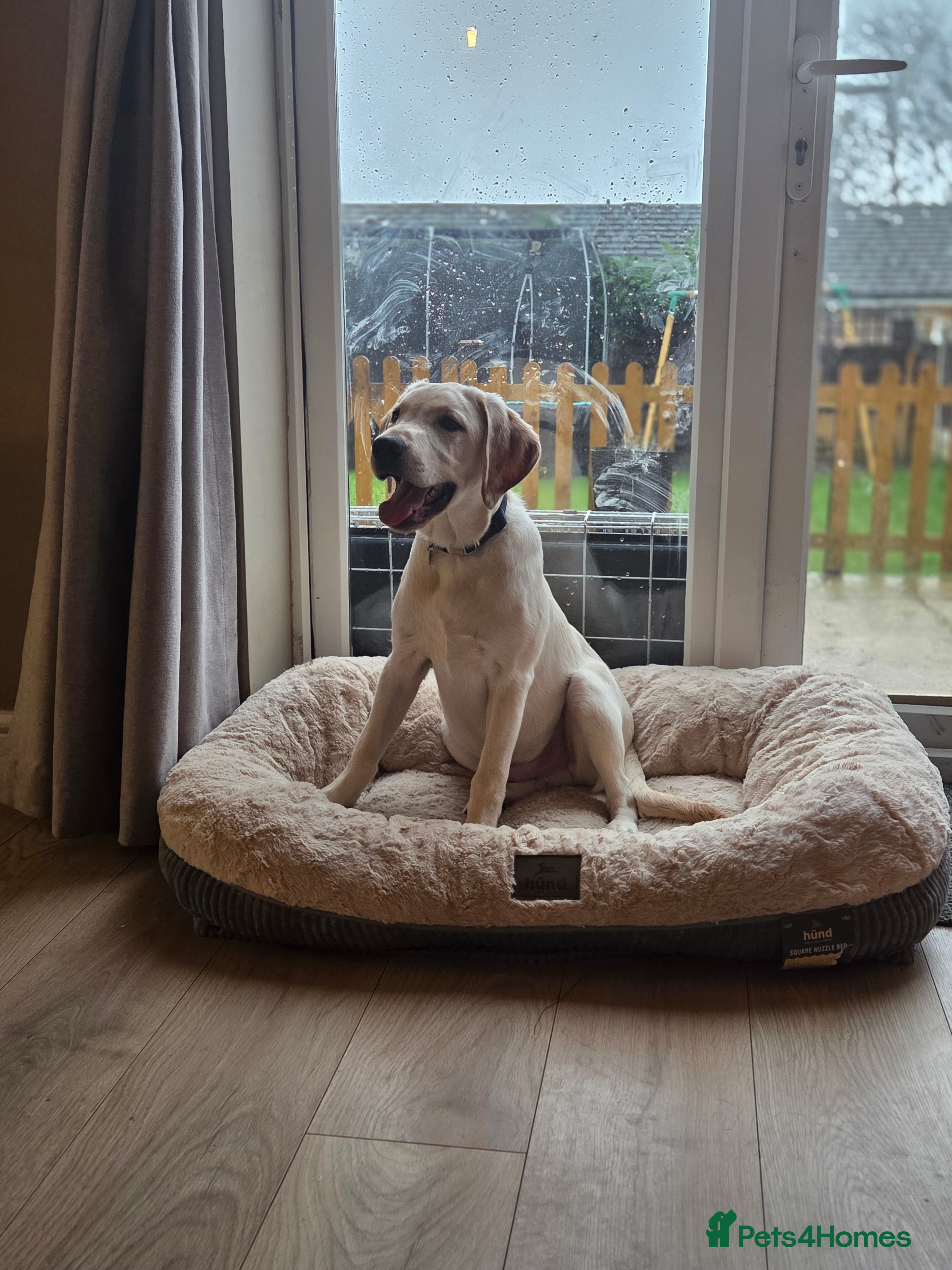 Labrador Retriever dogs Trained labrador puppy  - Advert 5