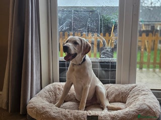 Labrador Retriever dogs Trained labrador puppy - Advert 1