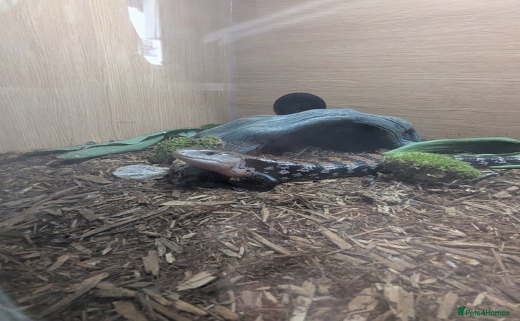 Skink reptiles Sale of Indonesian BTS - Advert 1