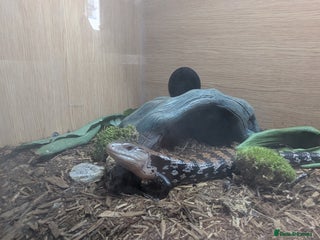 Skink reptiles Sale of Indonesian BTS - Advert 1