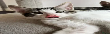 Pink Nose
