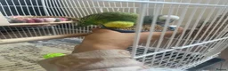 Budgerigars birds for sale: Male and female  in Blyth - Advert 1