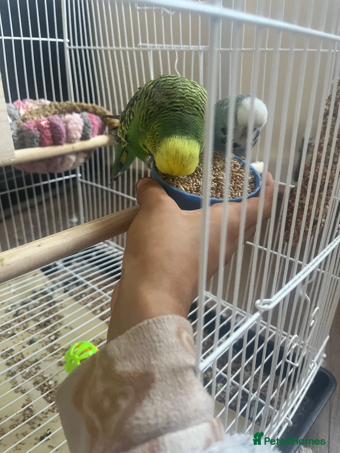 Budgerigars birds for sale: Male and female  in Blyth - Advert 1