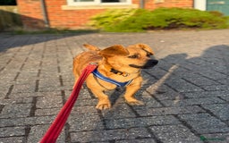 Mixed Breed dogs for adoption: Lovely Luna looking for LOVE - Image 15