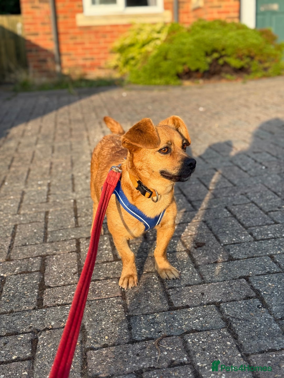Mixed Breed dogs for adoption: Lovely Luna looking for LOVE - Image 15